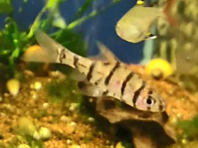 Фото Восьмиштриховый барбус