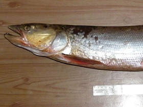 Фото Желтощёк