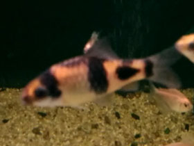 Фото Барбус панда