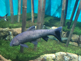 Фото Чёрный амур