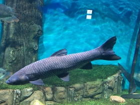 Смотреть фото Чёрный амур Фото Чёрный амур