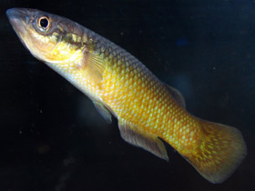 Смотреть фото Удивительные животные Мадагаскара. Часть 3 Фото Удивительные животные Мадагаскара. Часть 3