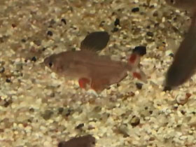 Фото Алоплавничный барбус