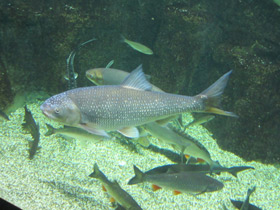 Фото Вырезуб