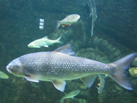 Фото Вырезуб