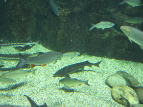 Фото Плотва