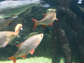 Фото Краснопёрка