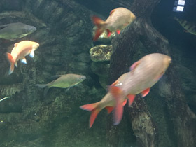 Фото Краснопёрка