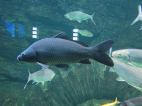 Смотреть фото Линь Фото Линь