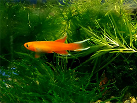 Фото Южный афиосемион