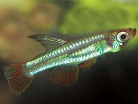 Фото Лучеглаз Майерса