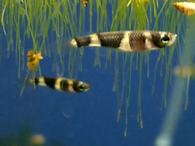 Смотреть фото Факельный эпиплатис Фото Факельный эпиплатис