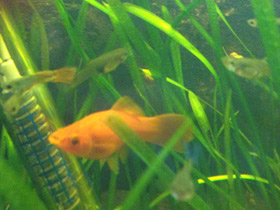 Смотреть фото Меченосец Фото Меченосец