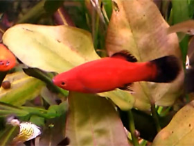 Смотреть фото Живородящие рыбки для новичков: гуппи и пецилии Фото Живородящие рыбки для новичков: гуппи и пецилии