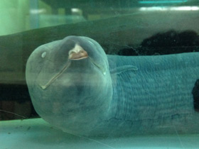 Смотреть фото Лепидосирен Фото Лепидосирен