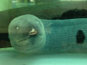 Смотреть фото Лепидосирен Фото Лепидосирен