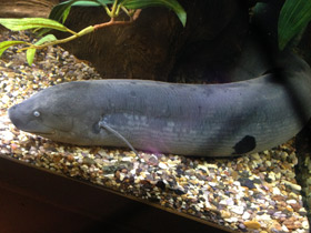 Смотреть фото Лепидосирен Фото Лепидосирен