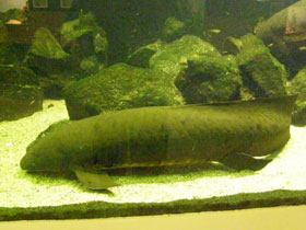 Фото Рогозуб