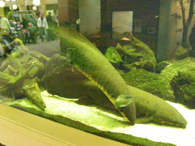 Фото Рогозуб