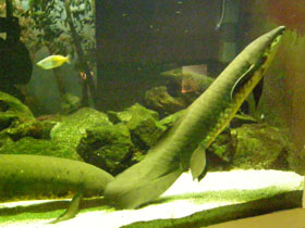 Фото Рогозуб