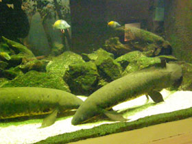 Фото Рогозуб