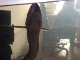 Смотреть фото Тёмный протоптер Фото Тёмный протоптер