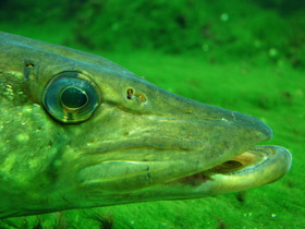 Смотреть фото Щукообразные Фото Щукообразные