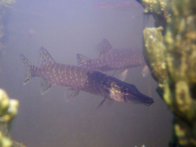 Смотреть фото Щукообразные Фото Щукообразные