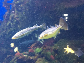 Смотреть фото Северная навага Фото Северная навага