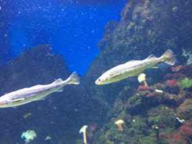 Смотреть фото Северная навага Фото Северная навага