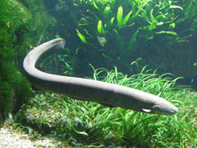 Смотреть фото Электрический угорь Фото Электрический угорь