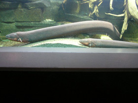 Смотреть фото Электрический угорь Фото Электрический угорь
