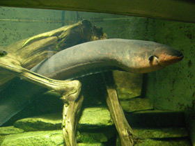 Смотреть фото Электрический угорь Фото Электрический угорь