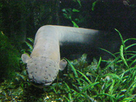 Смотреть фото Электрический угорь Фото Электрический угорь