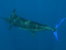 Смотреть фото Атлантический голубой марлин Фото Атлантический голубой марлин