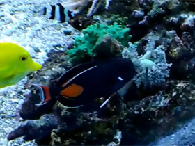 Фото Хирург-ахиллес