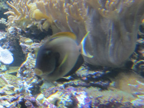 Фото Гавайский хирург