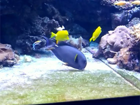 Фото Бледногубая, или белополосая рыба-хирург