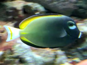 Фото Синий золотоспинный хирург