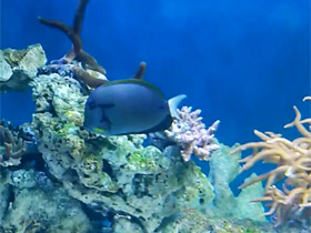 Фото Эполетовый хирург