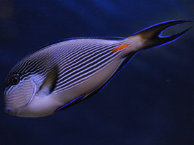 Фото Арабский хирург