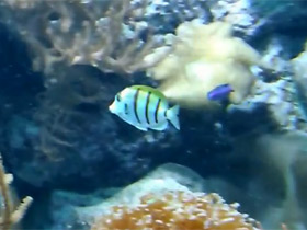 Фото Хирург зебра