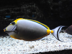 Фото Оранжевошипастый единорог