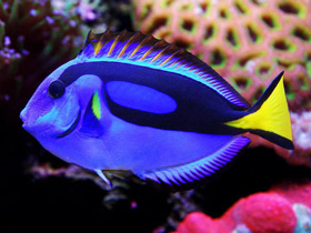 Фото Голубой хирург