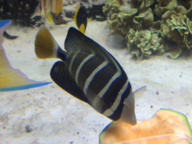 Фото Чернополосая парусная зебрасома