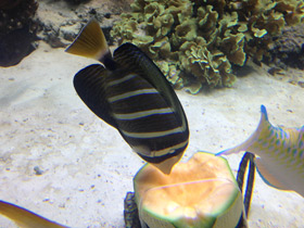 Фото Чернополосая парусная зебрасома