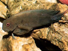 Фото Бурая собачка