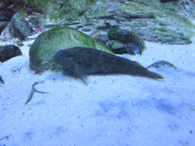 Фото Морская собачка