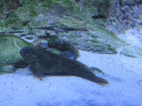 Фото Морская собачка