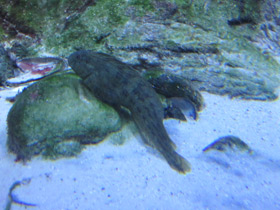 Фото Морская собачка